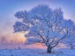 纷飞的雪花，承载了多少思念与期盼