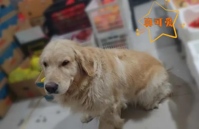 金毛犬